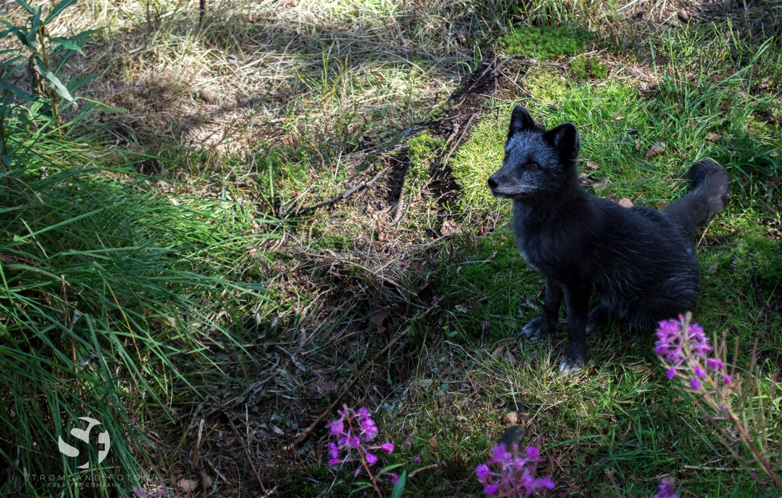 Naturfoto fra Dyreparken